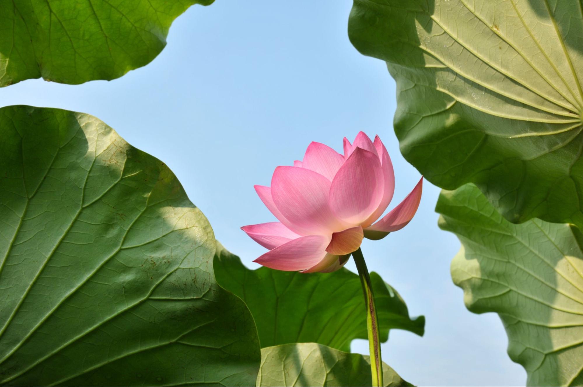 Are Lotus Leaf Wraps Safe to Smoke?