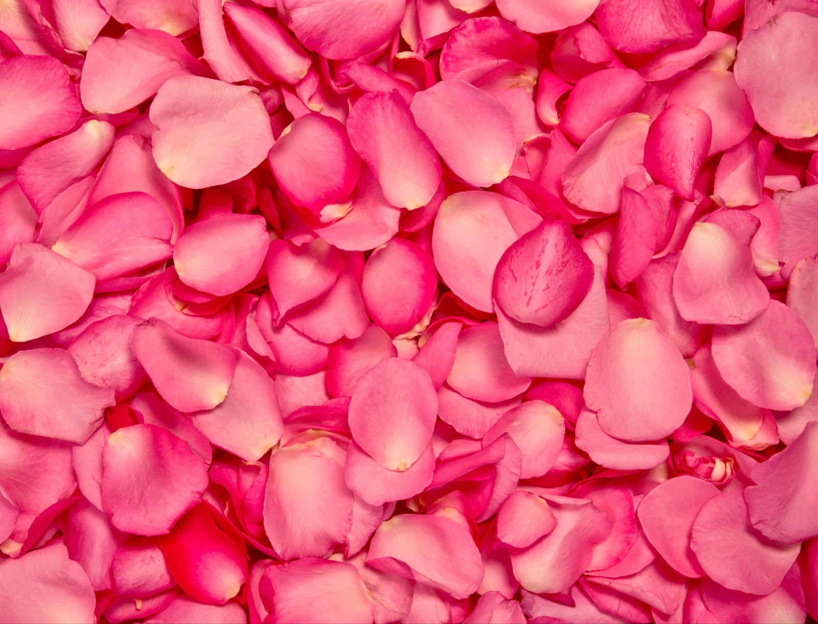 Are Rose Petal Wraps Biodegradable?