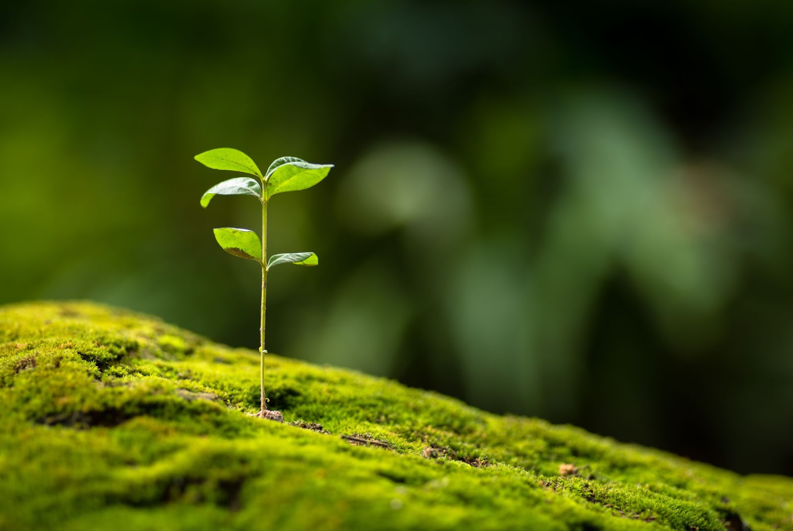 Bluum Leaf Wraps & The Environment: An Eco-Friendly Choice