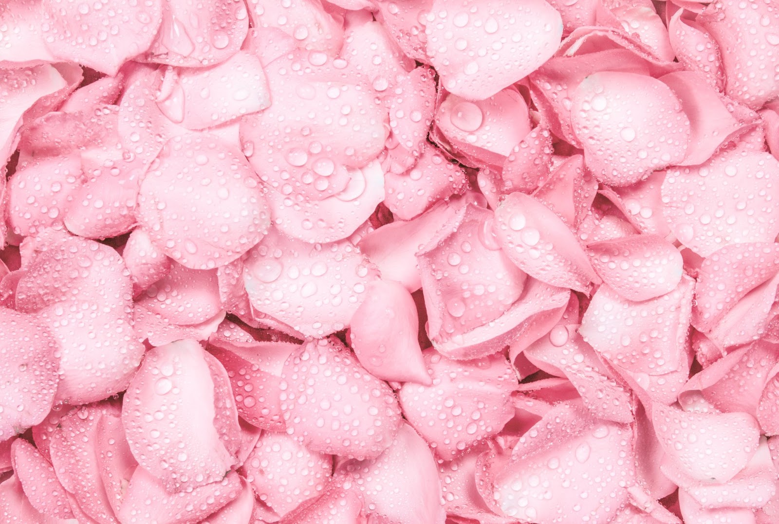 Do Rose Petal Wraps Affect the Flavor of Cannabis?